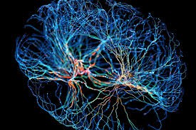 Neuroplastiškumas ir veidrodinis terapija